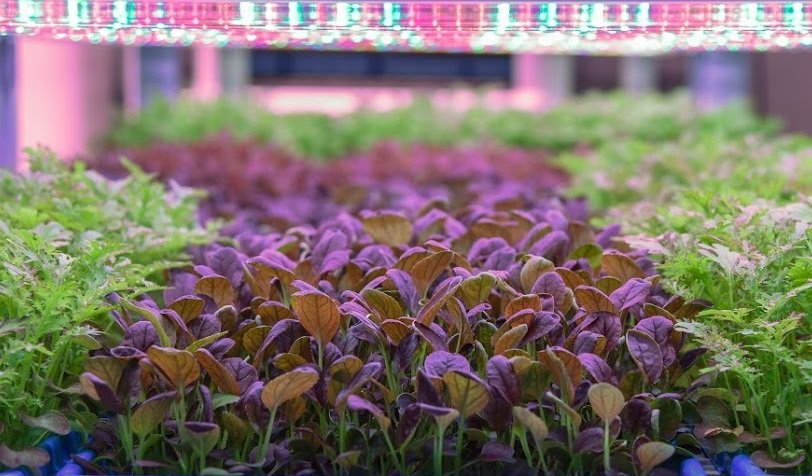 Biostrate™ Microgreens Grow Mats (Retail Pack of 10 sheets)