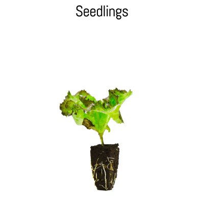 Vegetable Seedlings