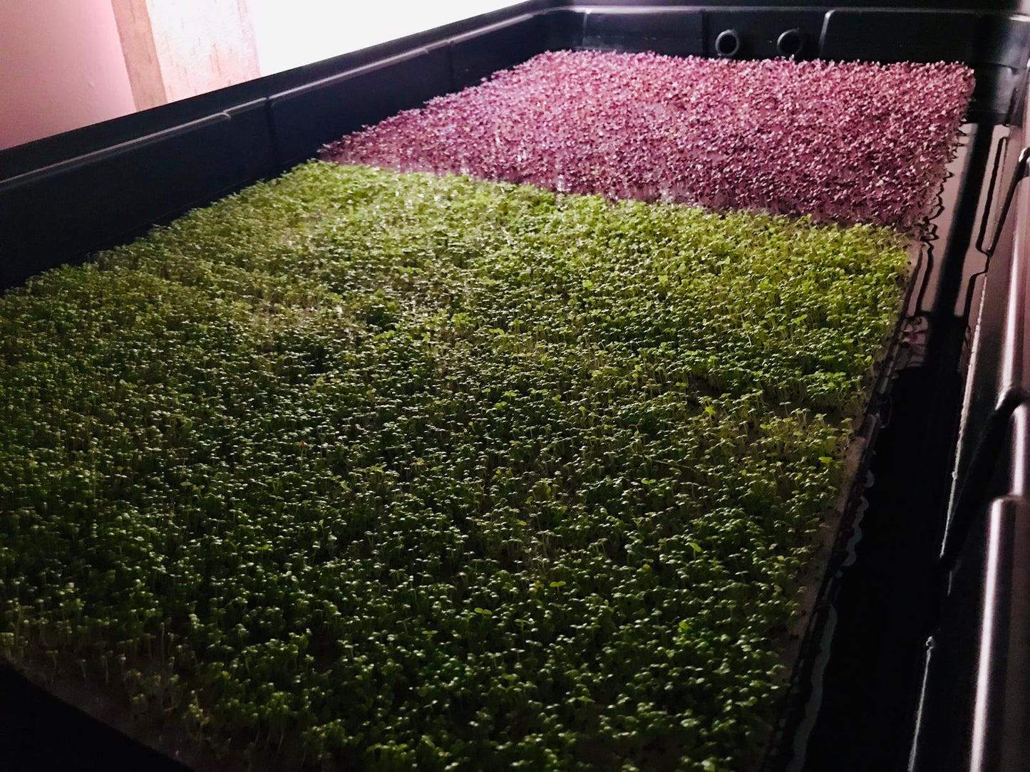 Biostrate™ Microgreens Grow Mats (Retail Pack of 10 sheets)